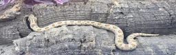 Snake reptiles for sale: Western hognose babies mixed sexes & morphs £160ea - Advert 7