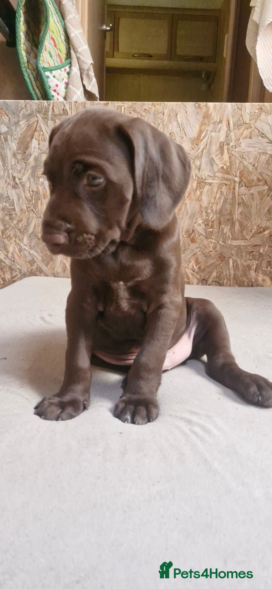 Mixed Breed dogs Viszla x German shorthaired pointer  - Advert 8