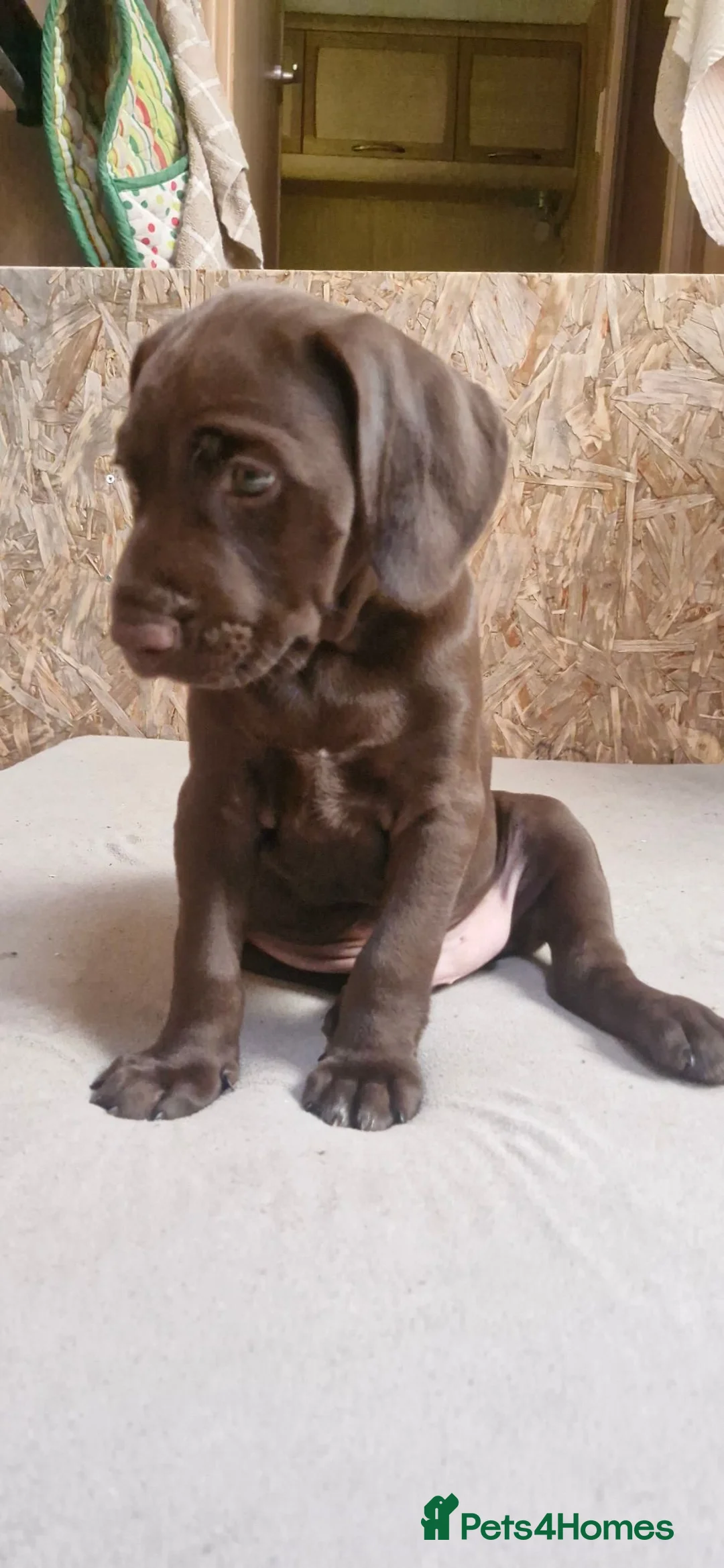 Mixed Breed dogs for sale: Viszla x German shorthaired pointer  in Crickhowell - Advert 1