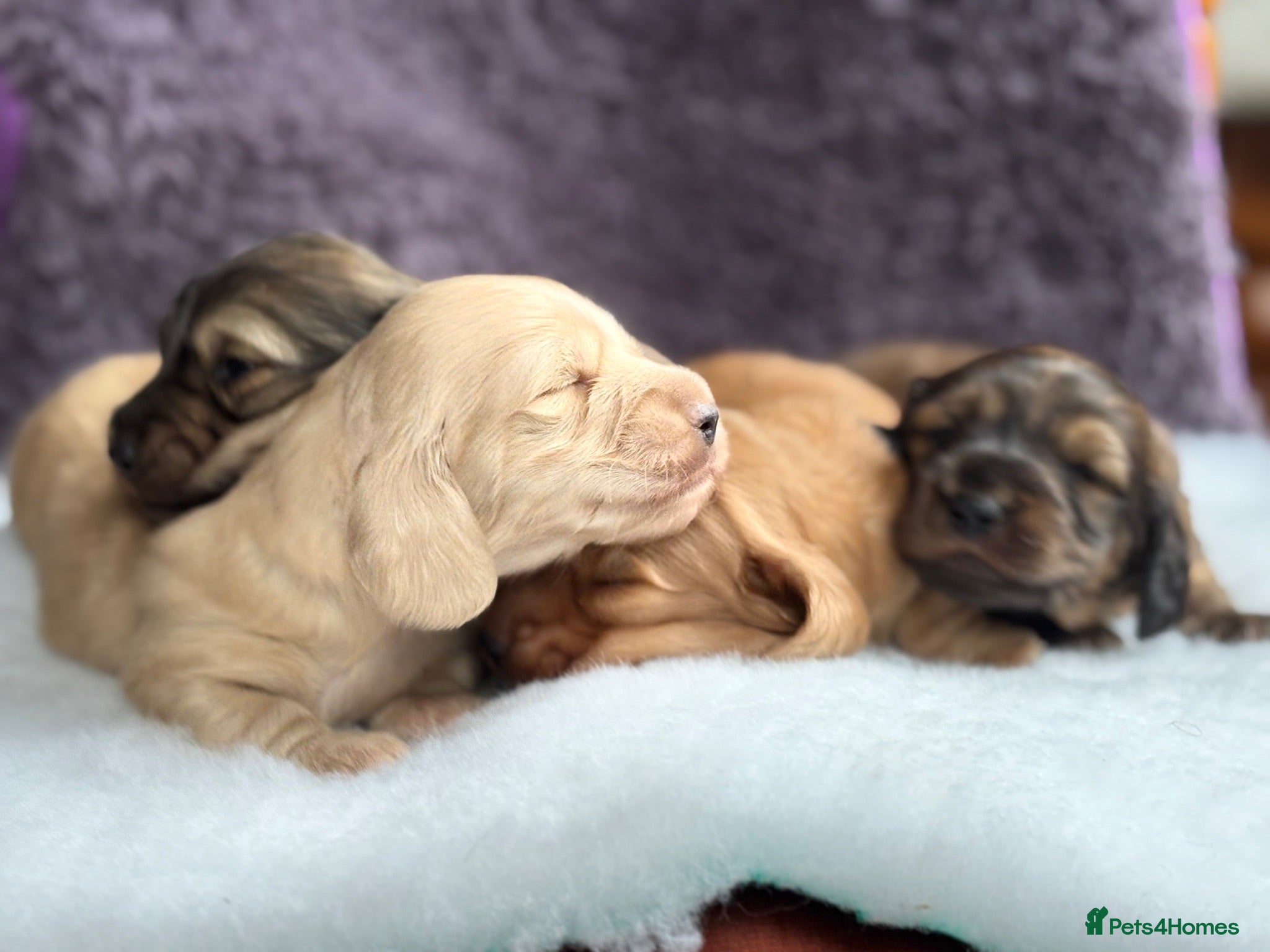 Miniature Dachshund dogs ⚜️longhaired miniature cream dachshunds⚜️ - Advert 2