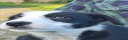 Mixed Breed dogs for sale: Border x Beardie Collies - Advert 12