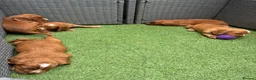 Cocker Spaniel dogs for sale: Red KC cocker spaniel puppies  - Advert 8