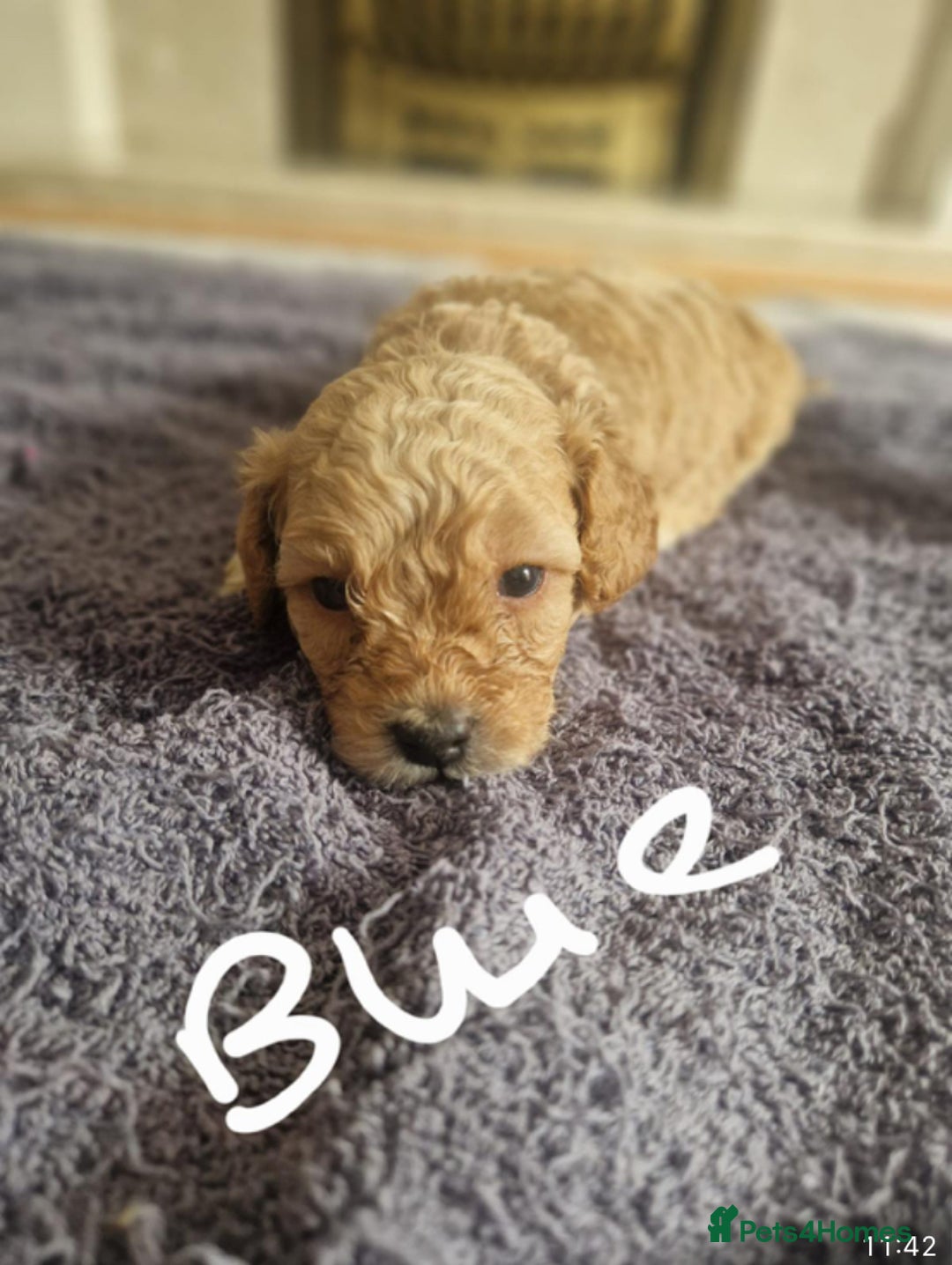 Cavapoo dogs for sale: Cavapoo puppies  - Image 8