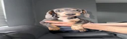 Dachshund dogs for sale: Beautiful Dachshund Girl  🐾 - Advert 2