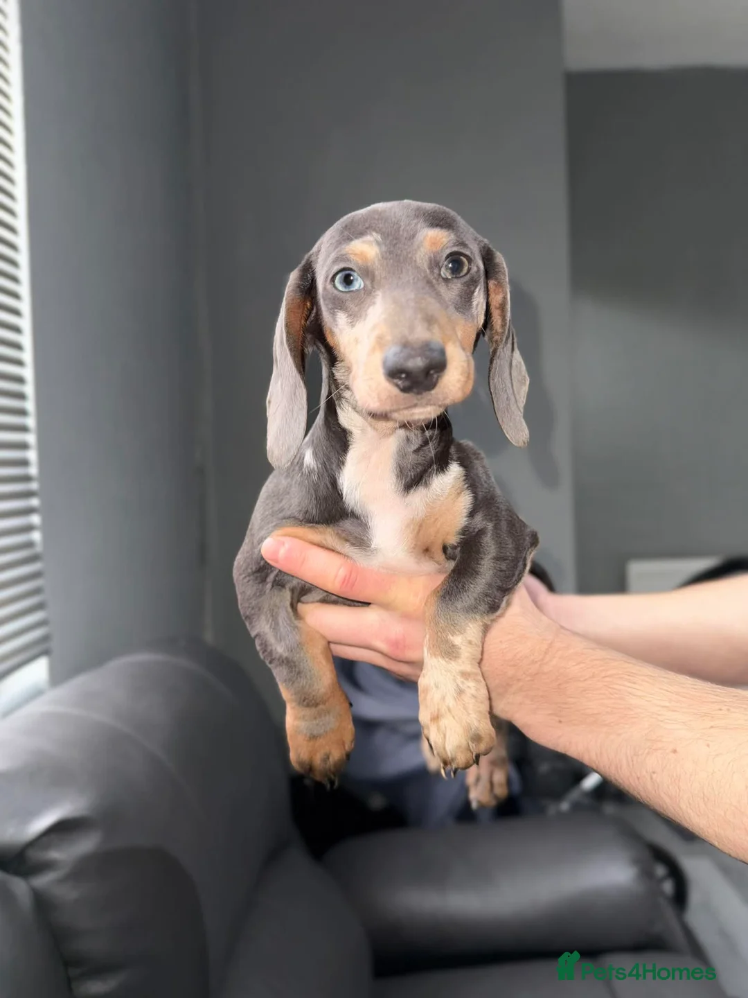 Dachshund dogs for sale: Beautiful Dachshund Girl  🐾 - Advert 2