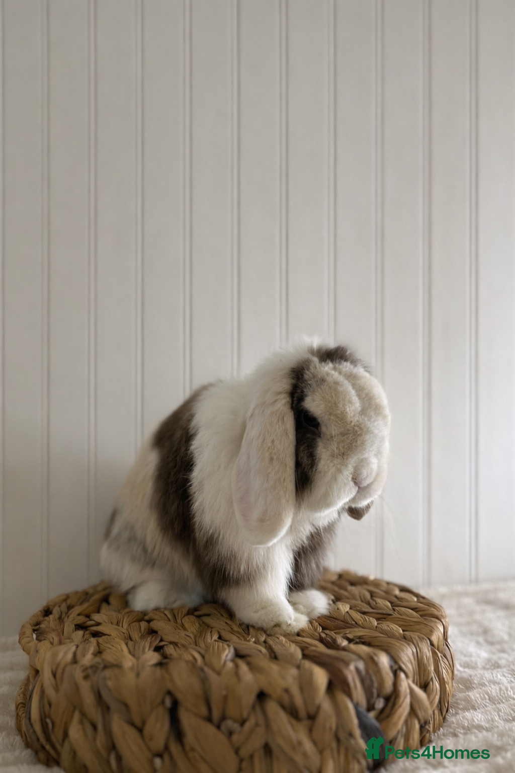 Mini Lop rabbits Minilop Buck searching for his forever home 🤍 - Advert 18