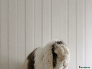 Mini Lop rabbits Minilop Buck searching for his forever home 🤍 - Advert 18