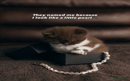 British Shorthair cats for sale: British Short and Long Hair  - Image 34