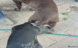 German Shorthaired Pointer dogs for sale: KC show qualify GSP’s (crufts champion bloodlines) - Image 7