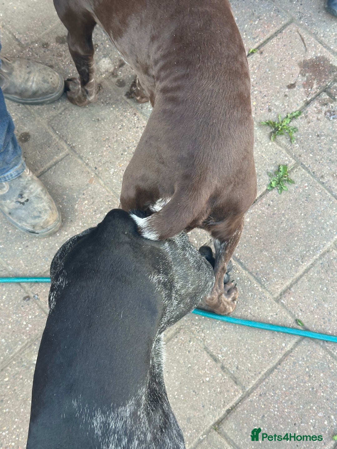 German Shorthaired Pointer dogs for sale: KC show qualify GSP’s (crufts champion bloodlines) - Image 7