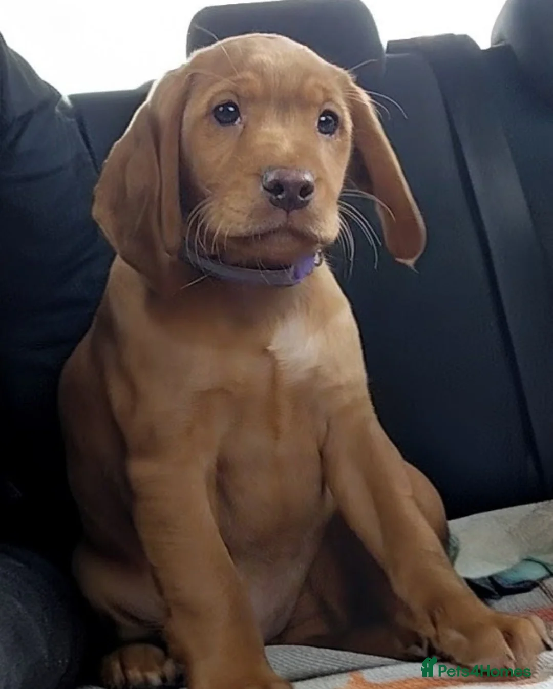 Cockerdor dogs for sale: Cockerdor pupies - Advert 6