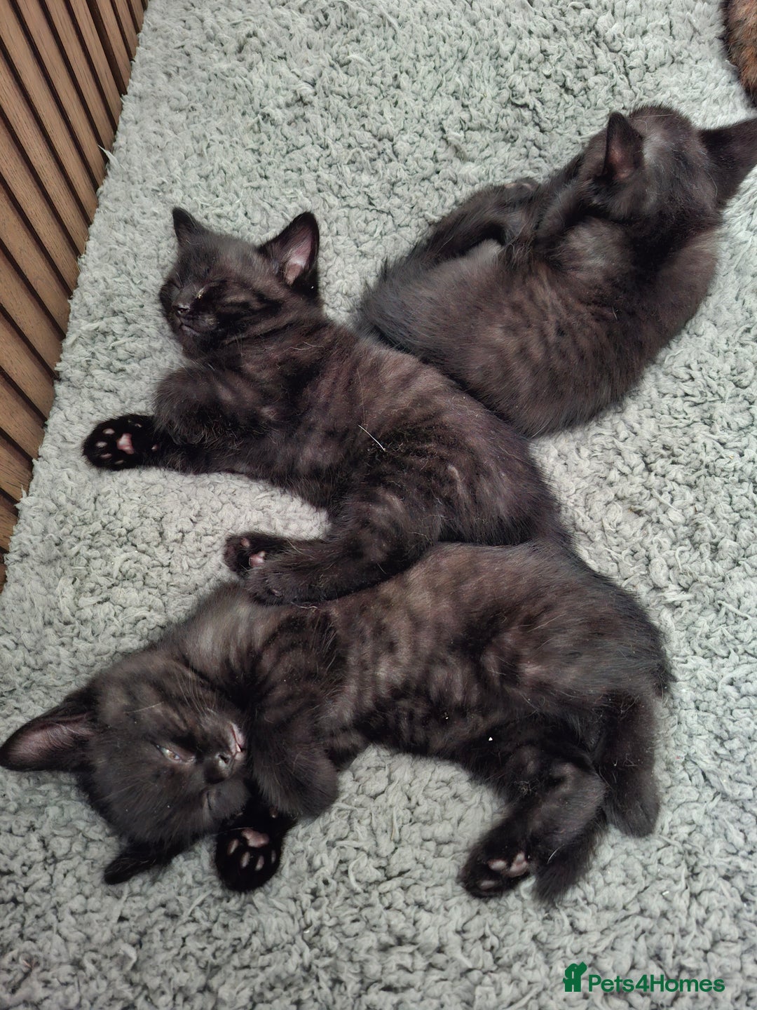 Mixed Breed cats for sale: 2 Cute Male BSH X Kittens - Image 1