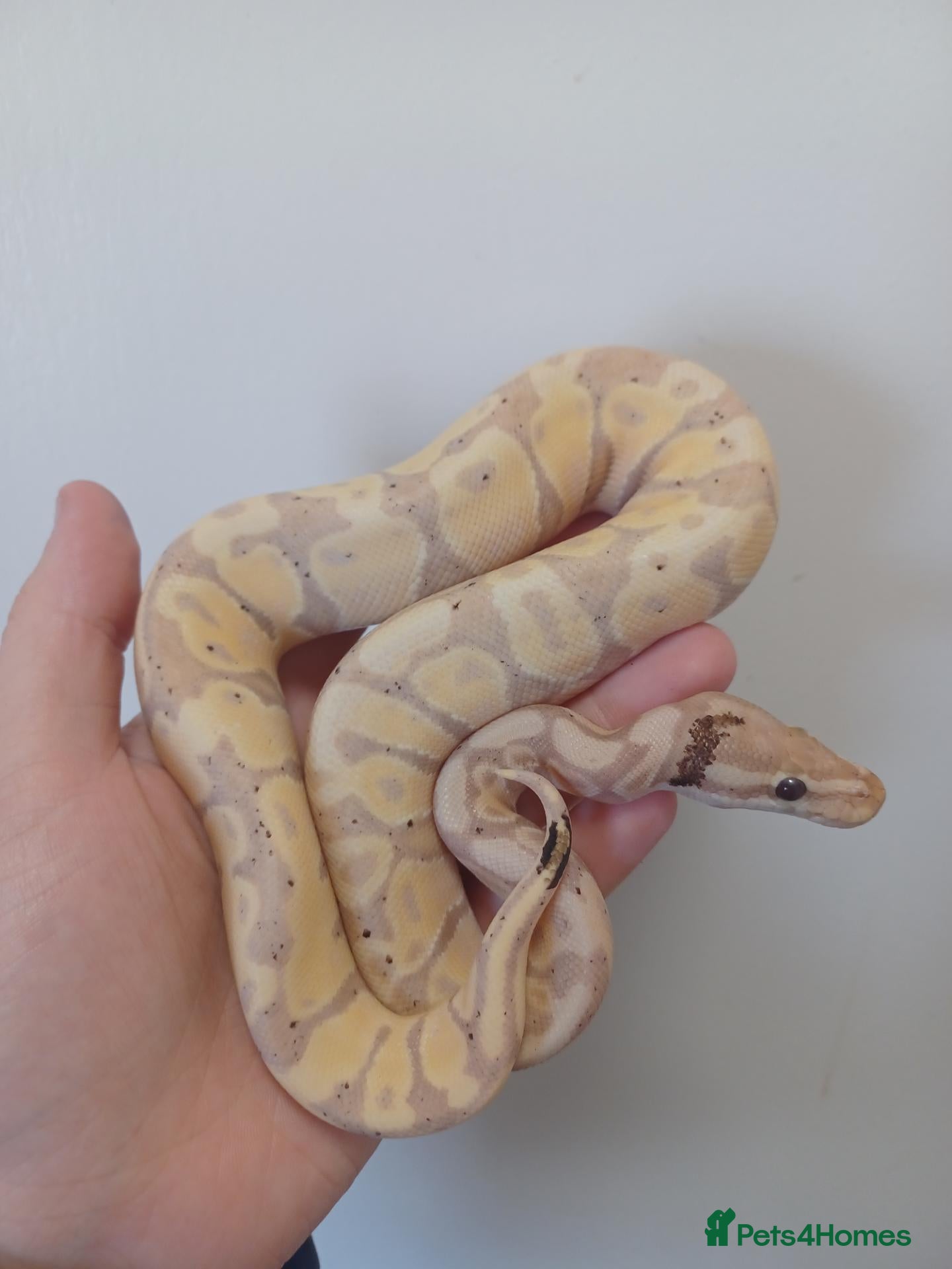 Python Snake reptiles Late CBB25 Royal Pythons  - Advert 1