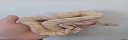 Python Snake reptiles for sale: Late CBB25 Royal Pythons  - Advert 1