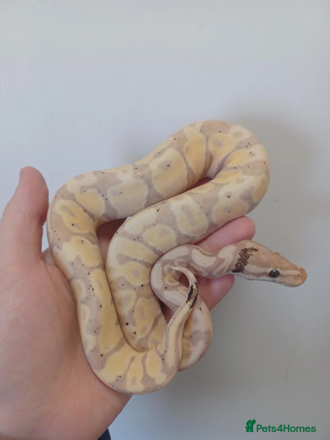Python Snake reptiles for sale: Late CBB25 Royal Pythons  - Advert 1
