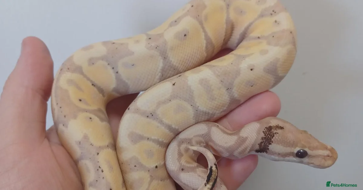 Camo Pattern Calm White Python Snake Reptiles for sale | Pets4Homes