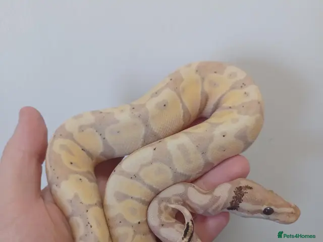 Python Snake reptiles for sale: Late CBB25 Royal Pythons - Advert 1