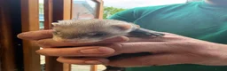 Ferret rodents for sale: Ferret Kits  in Manchester - Advert 9