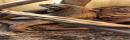 Bearded Dragon reptiles for sale: Bearded Dragon in Alton - Advert 2