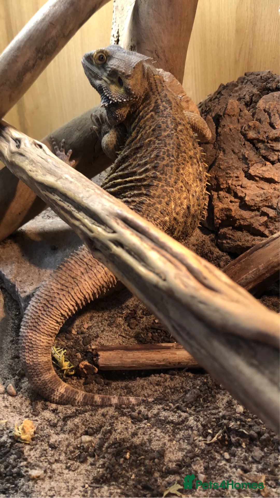 Bearded Dragon reptiles for sale: Bearded Dragon in Alton - Advert 2