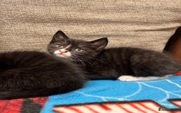 Mixed Breed cats for sale: 3 beautiful kitties ready now!!  - Image 4