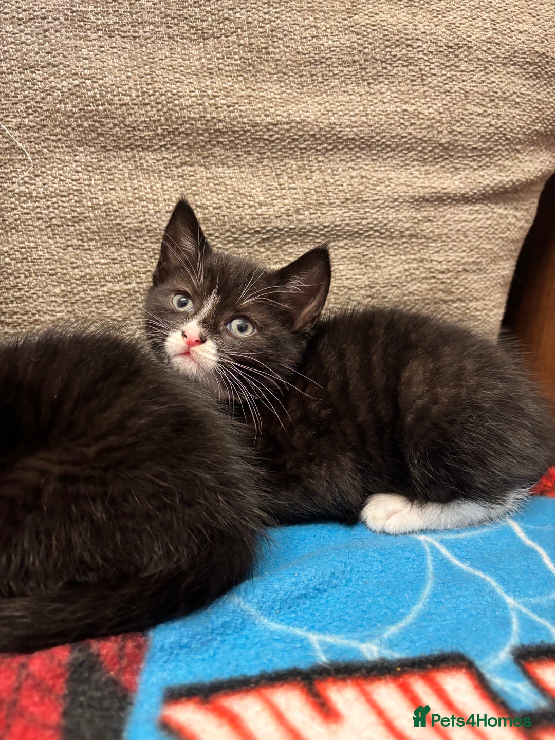 Mixed Breed cats for sale: 3 beautiful kitties ready now!!  - Image 4