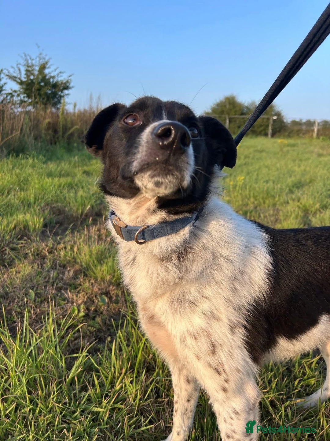 Mixed Breed dogs for adoption: Herby - Norwich Norfolk  - Image 11