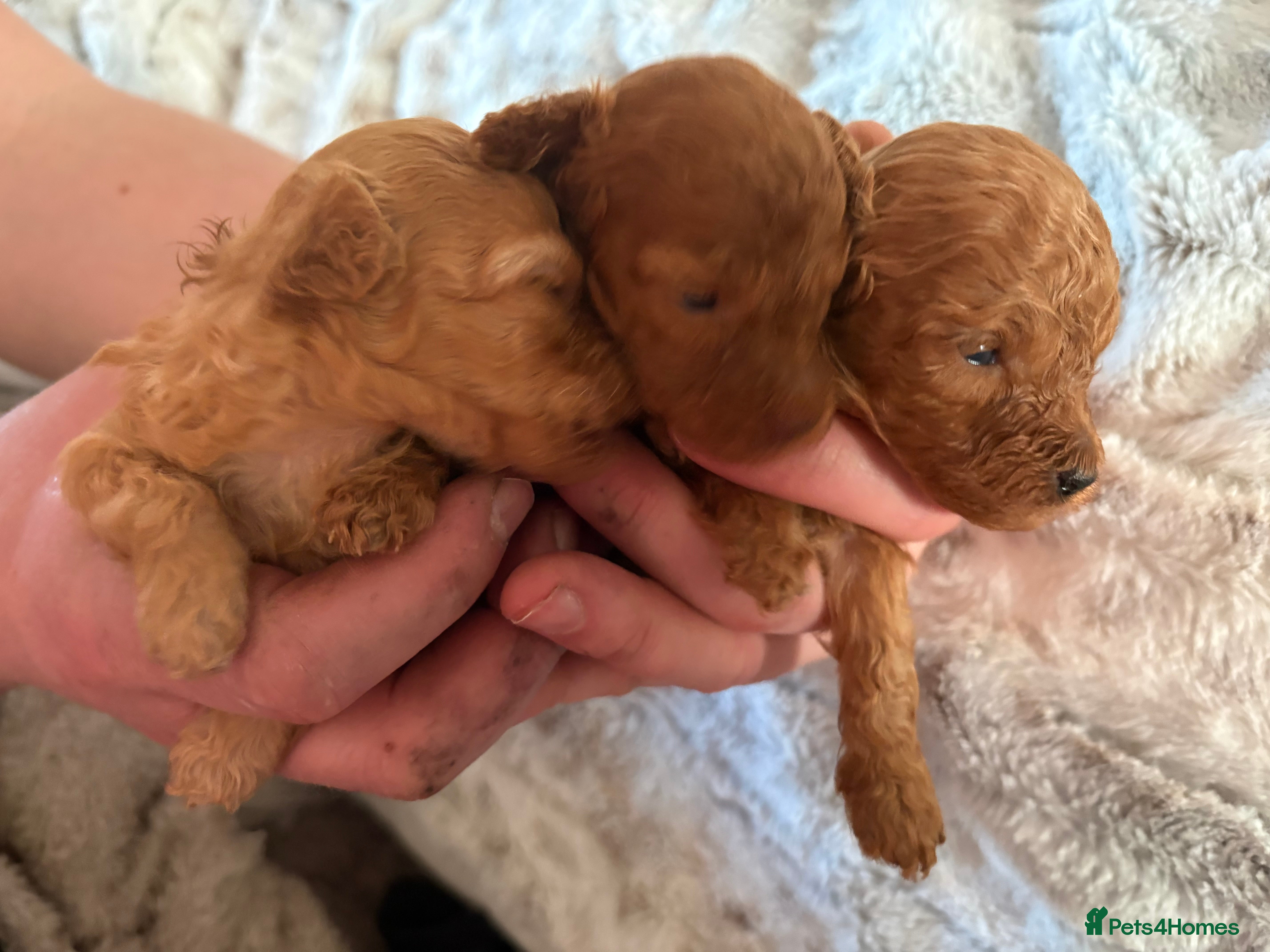 Toy Poodle dogs Beautiful litter of toy poodle puppies - Advert 10