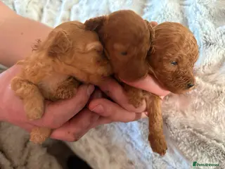 Toy Poodle dogs Beautiful litter of toy poodle puppies - Advert 9