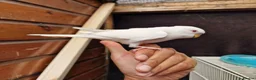 Budgerigars birds for sale: Super silly hand tamed baby budgies  - Advert 15
