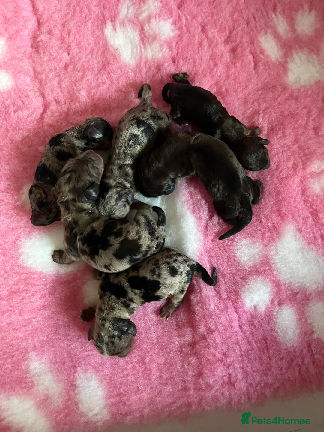 Miniature Dachshund dogs for stud: I/I E/E English Cream  in Newcastle upon Tyne - Advert 7