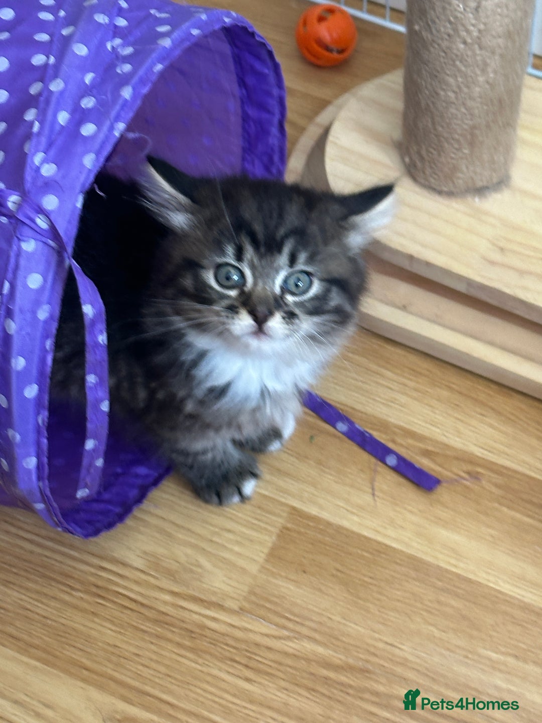 British Longhair cats for sale: Ready Now!! Beautiful BLH Kittens 💜🐾 - Image 18
