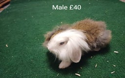 Mini Lion Lop rabbits for sale: 6 Sweet Baby Lion Lop Rabbits - Image 5