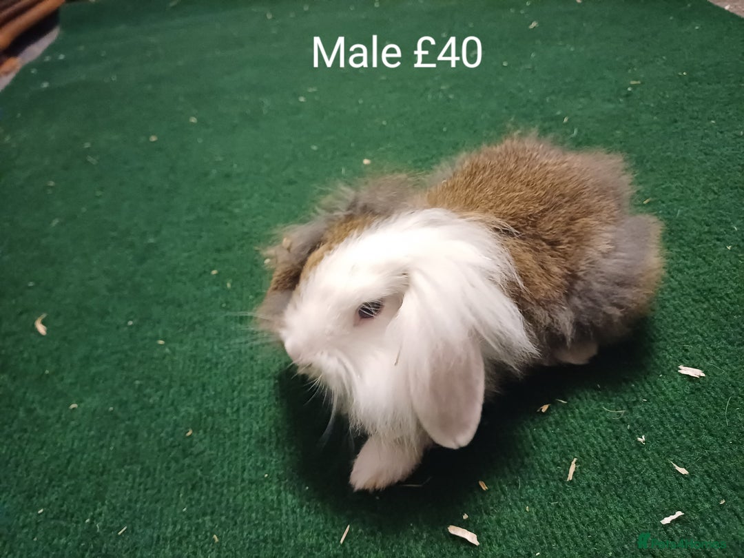Mini Lion Lop rabbits for sale: 6 Sweet Baby Lion Lop Rabbits - Image 5