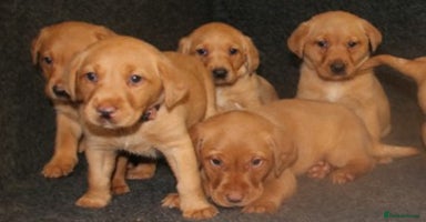 Labrador Retriever dogs - Advert 10