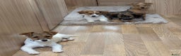 Jack Russell dogs for sale: Jack Russell Puppies… - Advert 9