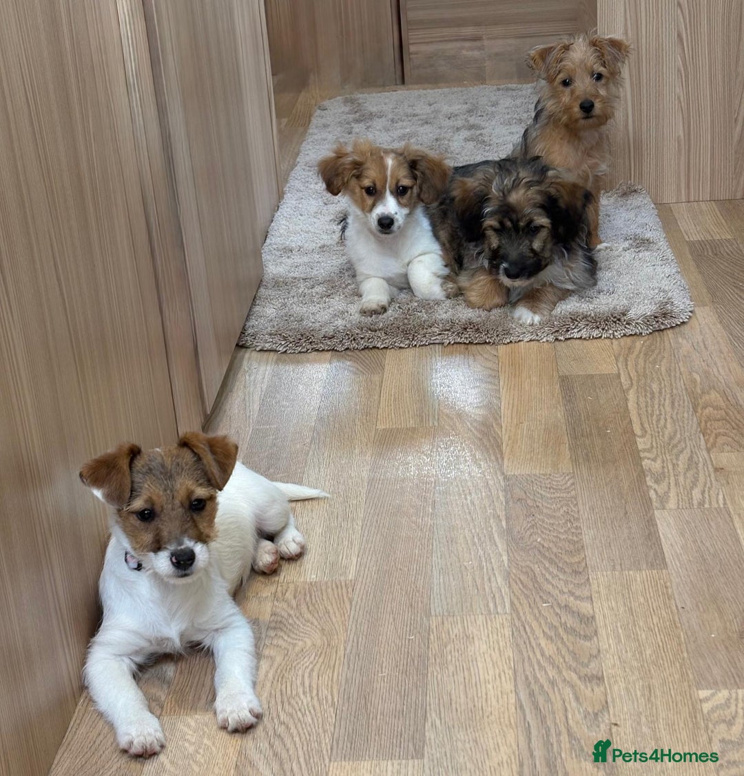 Jack Russell dogs for sale: Jack Russell Puppies… - Advert 9