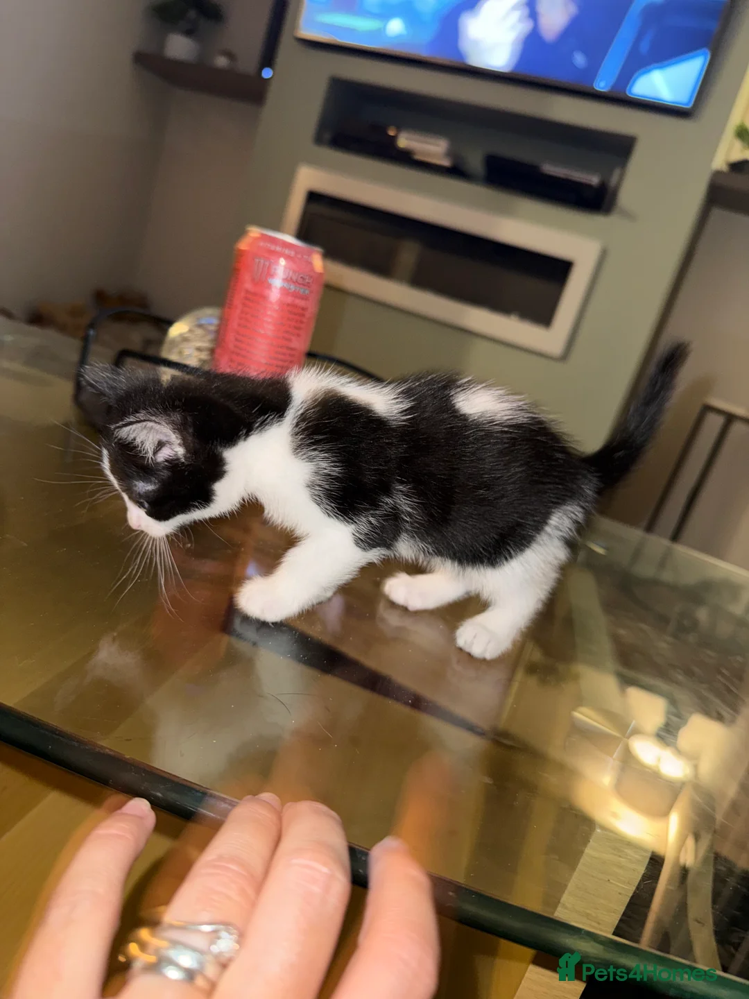 Mixed Breed cats for sale: Two beautiful kittens looking for forever home - Advert 8