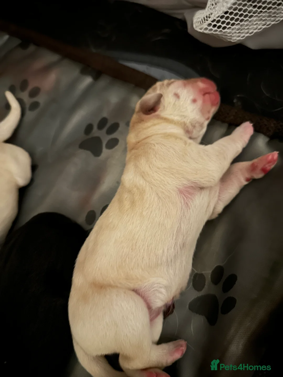 Goldador dogs for sale: Beautiful Goldador Pups  - Advert 2