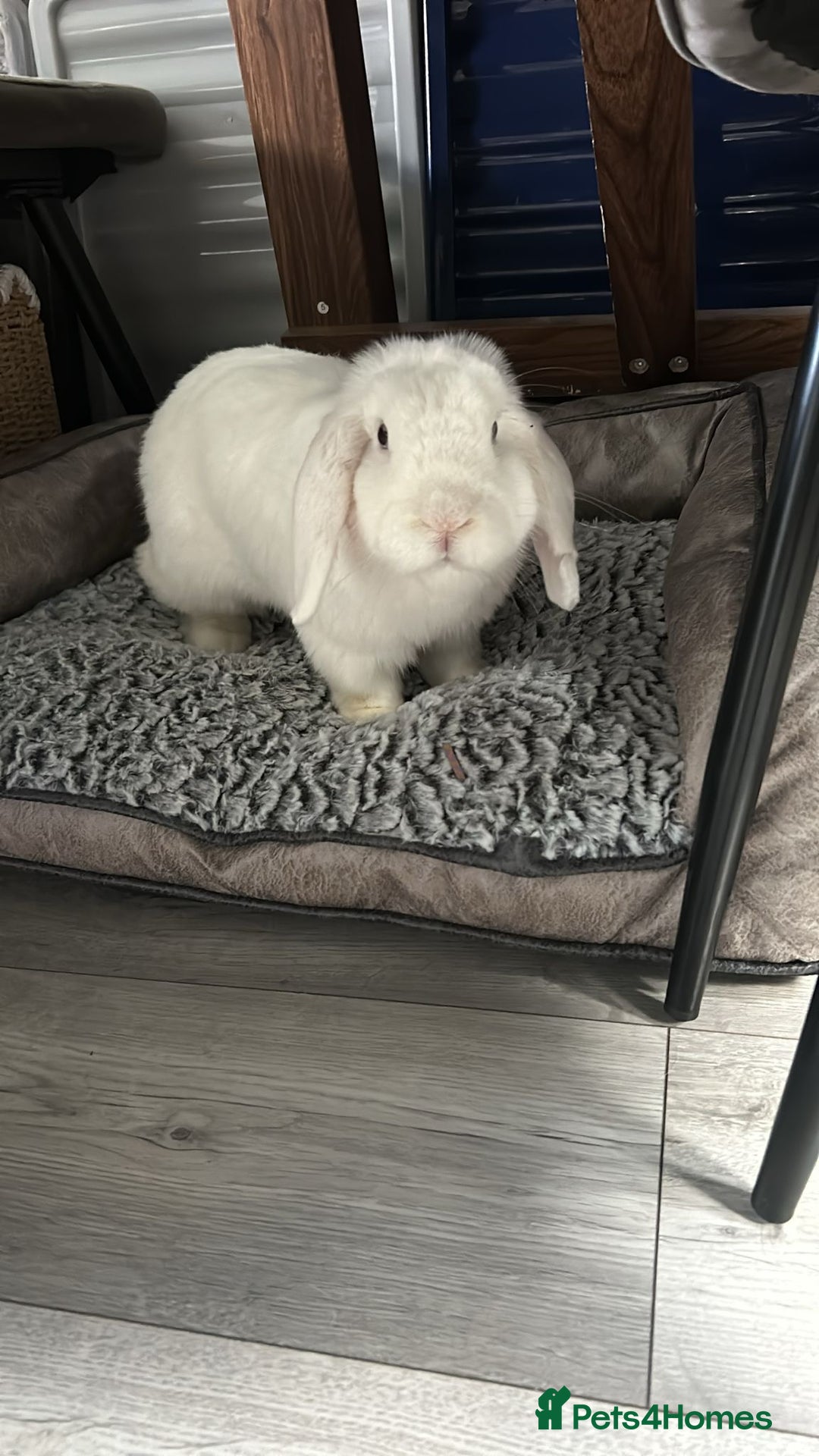 Mini Lop rabbits for sale: Mini lop white blue eyes  - Advert 1