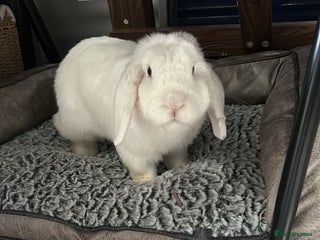 Mini Lop rabbits Mini lop white blue eyes - Advert 1