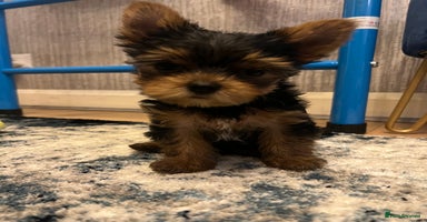 Yorkshire Terrier dogs - Advert 2