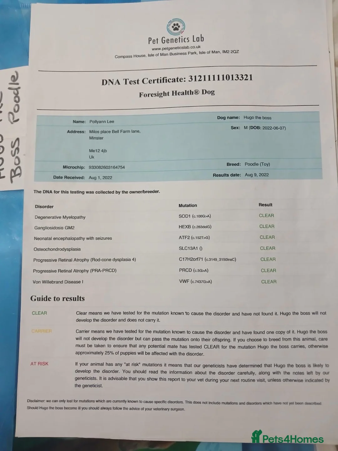 Cockapoo dogs for sale: Healthy toy poodle companions  - Advert 21