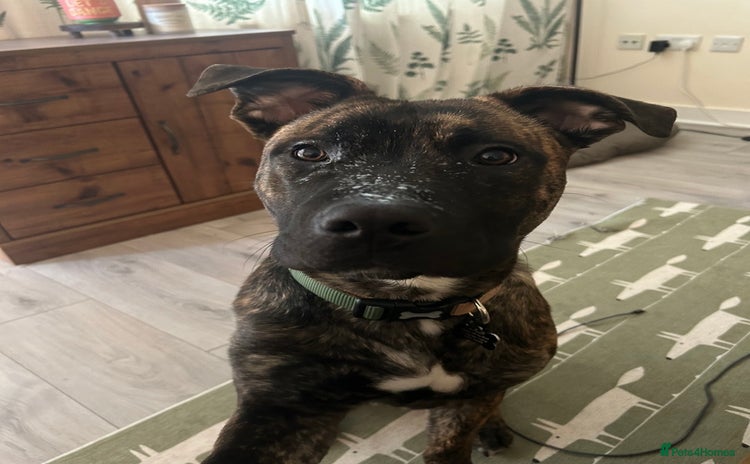 Mixed Breed dogs - Advert 6