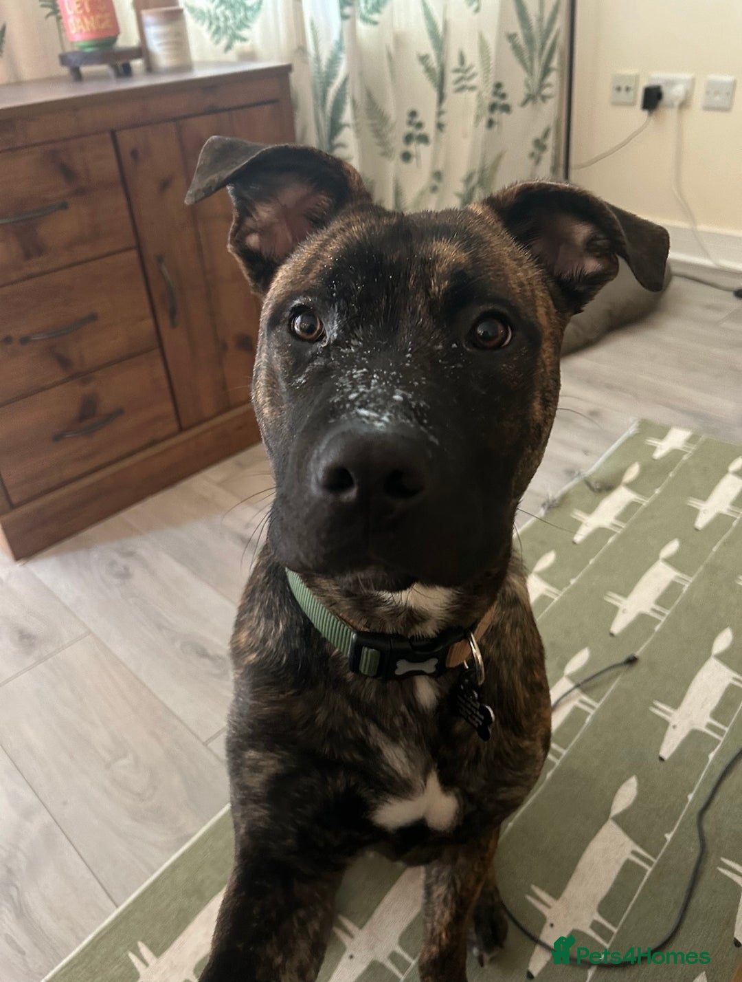 Mixed Breed dogs for sale: German Shepherd Staffy x Pure Blue Staffy - Image 1