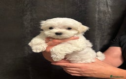 Maltese dogs for sale: **READY NOW** Full Maltese Boy Puppy’s  - Image 3
