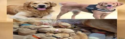 Golden Retriever dogs for sale: KC Registered Golden Retriever puppies - Advert 22