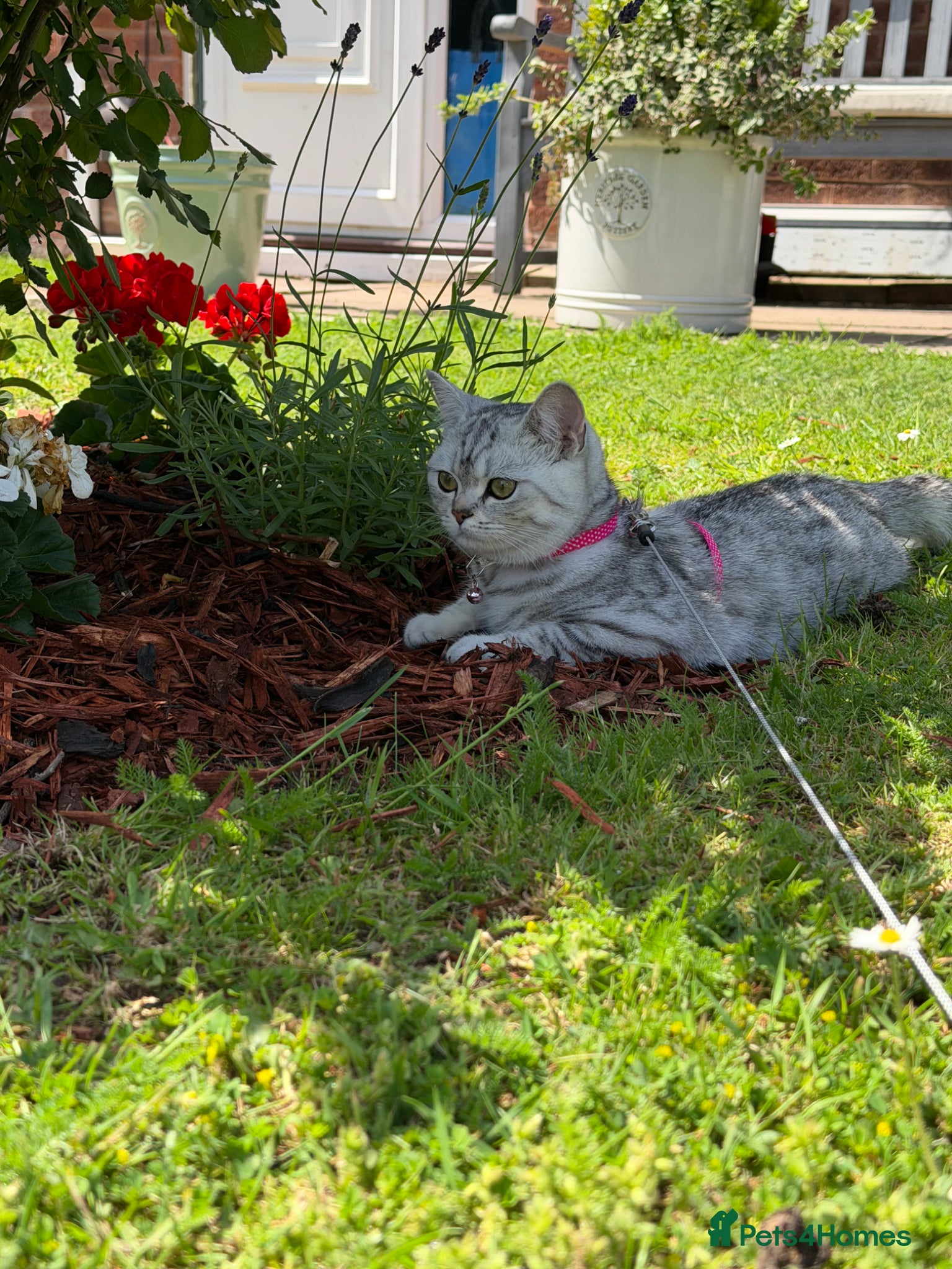 British Shorthair cats Little miss lexi - Advert 1