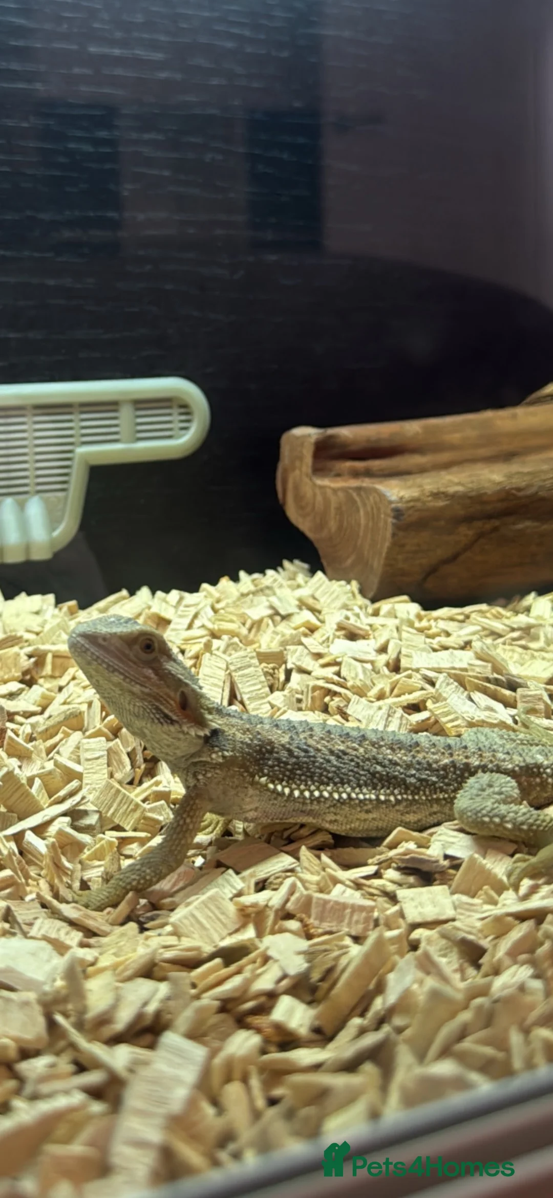 Bearded Dragon reptiles for sale: Bearded dragon  in Sunderland - Advert 2