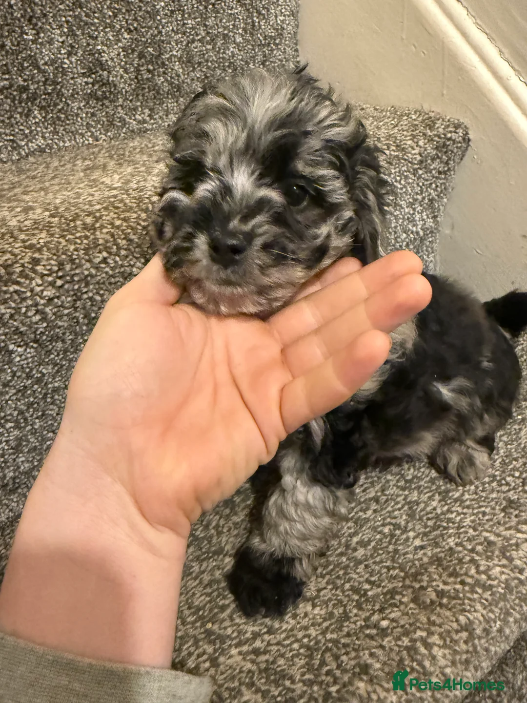 Shihpoo dogs for sale:  shihpoos puppy’s  - Advert 1